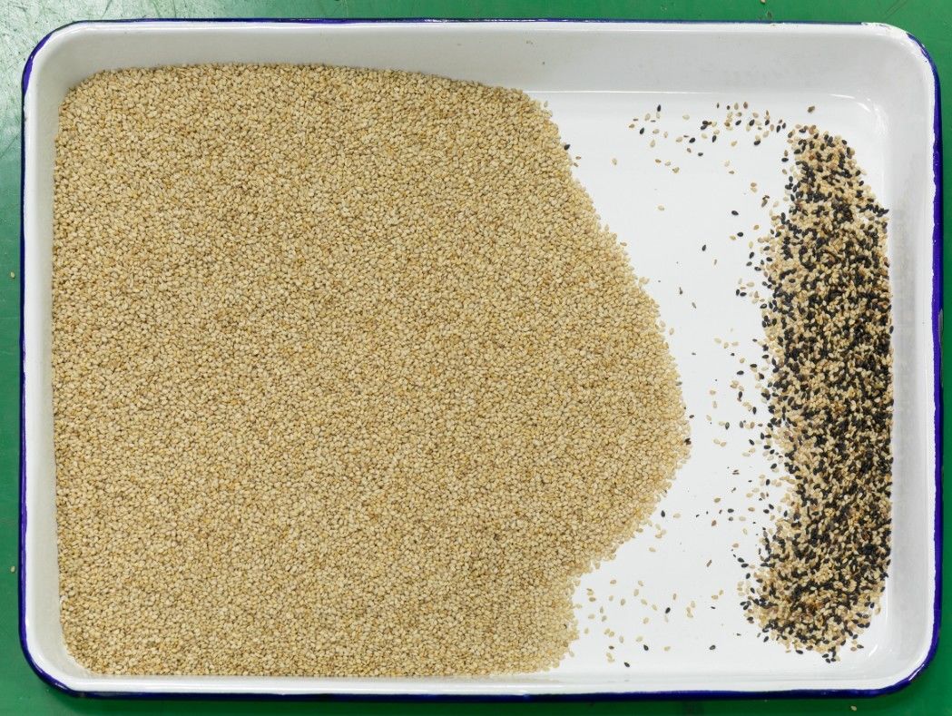 WENYAO Multi Grain Sorter Machine, trieur optique de couleur de sésame