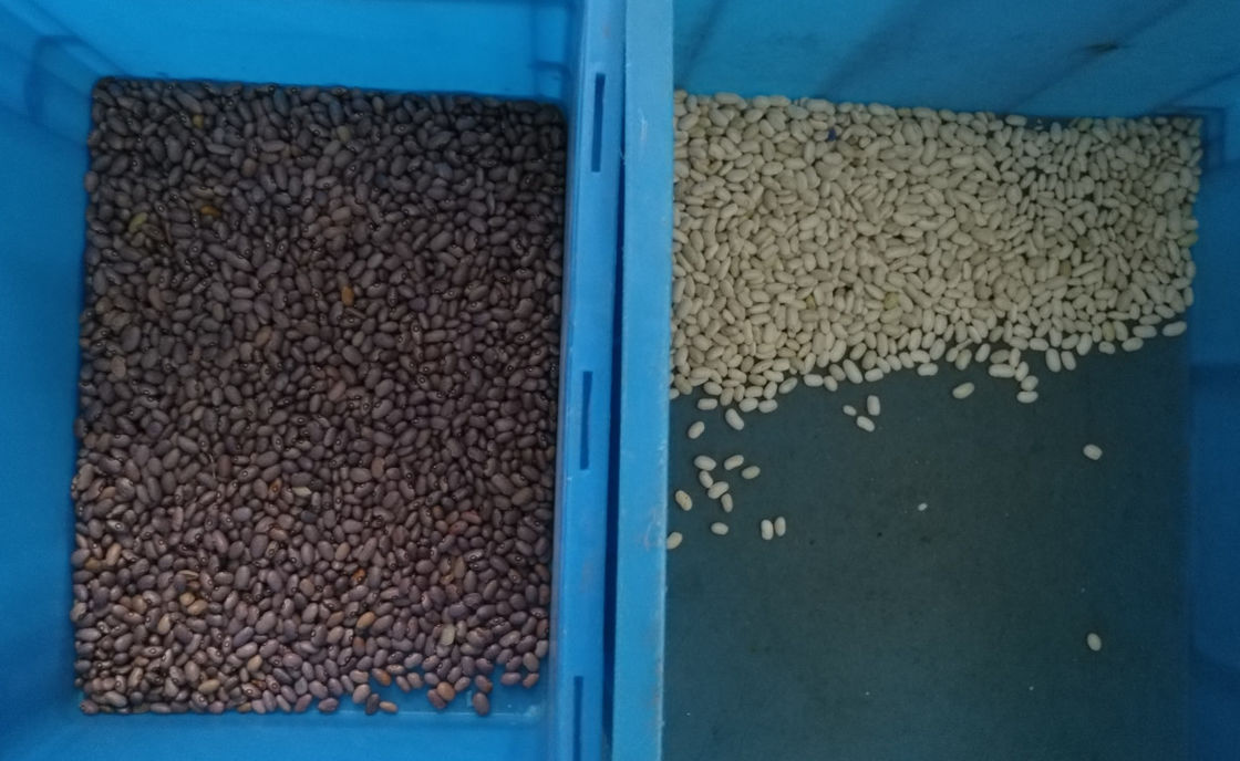 WENYAO 10 chute la trieuse de couleur de haricots, 10t/h colore les trieuses