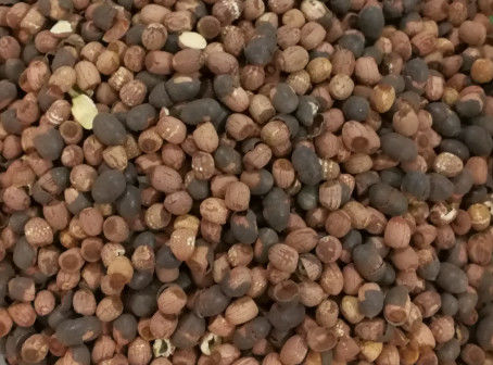Canaux élevés de la caméra CCD 512 de Lotus Seeds Color Sorter de sortie