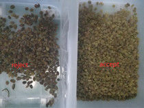 Trieuse végétale de /H de 1 tonne, trieuse de raisin sec de CCD de RVB Nir