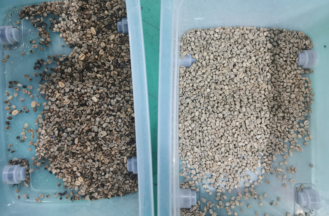 trieur de couleur de 99,99 haricots d'exactitude, Bean Color Separator en cuir pourpre
