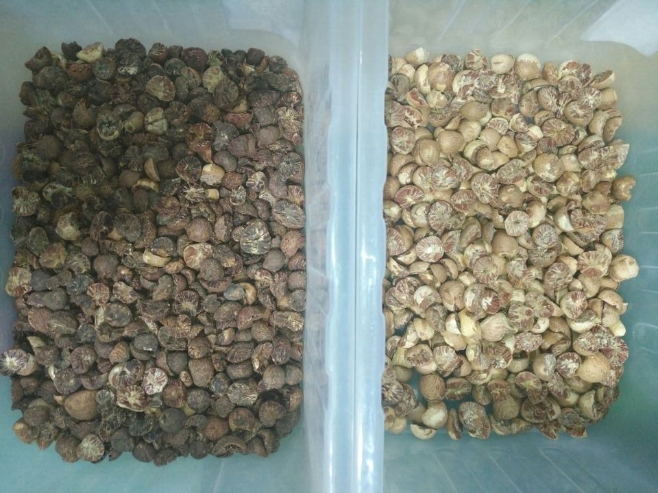 128 canaux Mini Nuts Sorting Machine, trieur approuvé d'amande de la CE