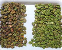 Céréales multi-fonctionnelle CCD machine de tri Mung Bean Red Bean Sorteur optique de couleurs pour l'agriculture et la transformation alimentaire
