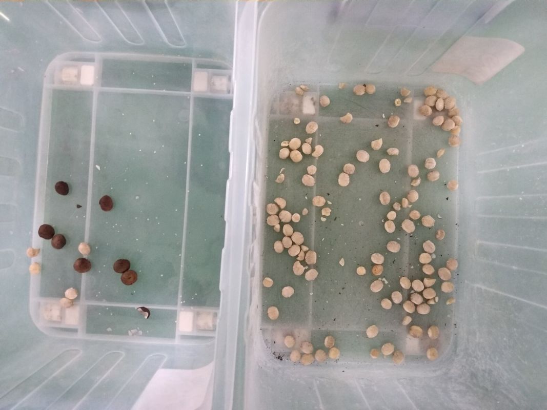 système à traitement d'images de Sacha Inchi Color Sorter Advanced du descendeur 7T/h 7