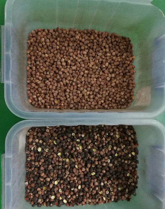 Long système d'acquisition d'image de CCD de Lotus Seeds Color Sorter With 5400Pixel de vie