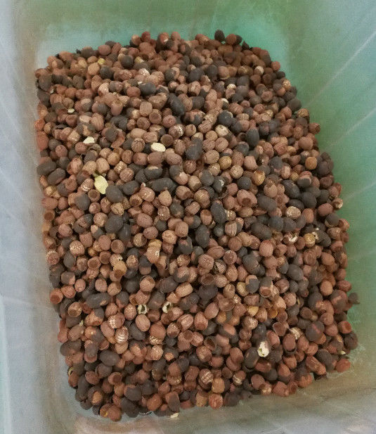 Long système d'acquisition d'image de CCD de Lotus Seeds Color Sorter With 5400Pixel de vie