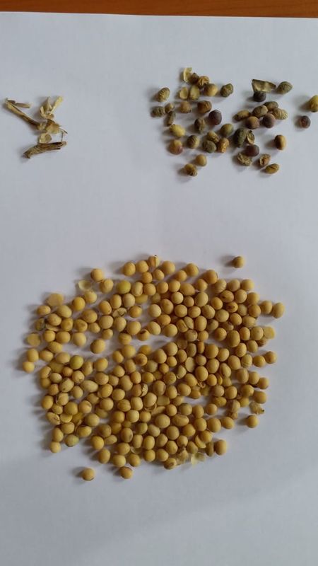 Large trieuse de couleur de haricots nains de capacité élevée avec la caméra CCD de RVB