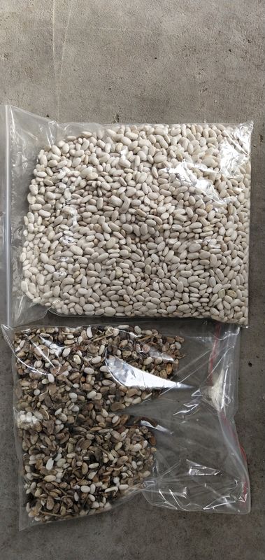 Large trieuse de couleur de haricots nains de capacité élevée avec la caméra CCD de RVB