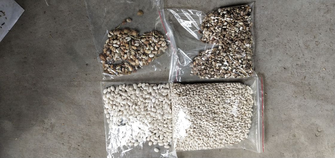 Large trieuse de couleur de haricots nains de capacité élevée avec la caméra CCD de RVB