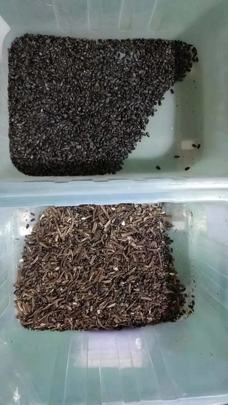 WENYAO Sunflower Seed Color Sorter, machines d'installation de transformation de la graine 7T/h