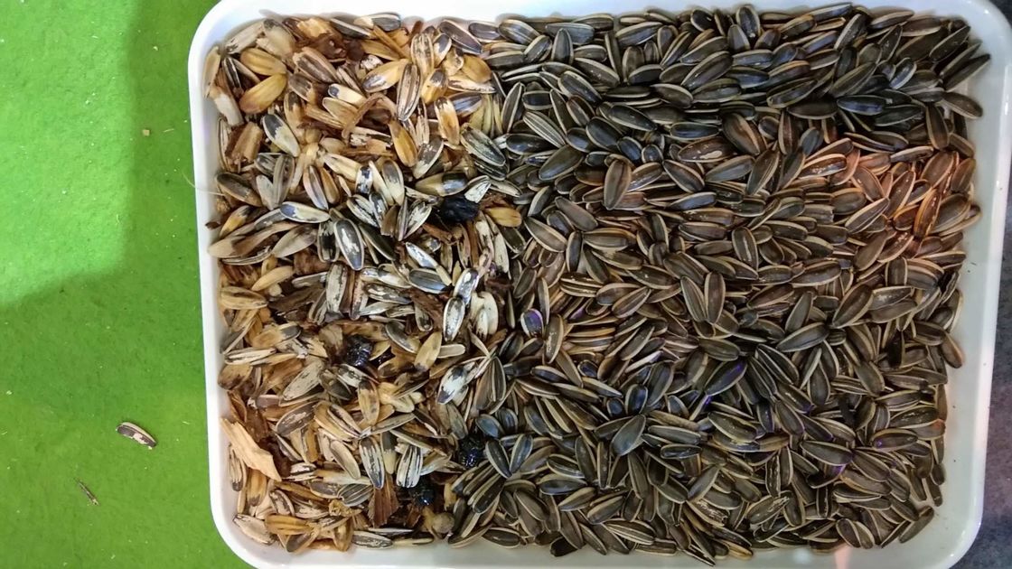 WENYAO Sunflower Seed Color Sorter, machines d'installation de transformation de la graine 7T/h