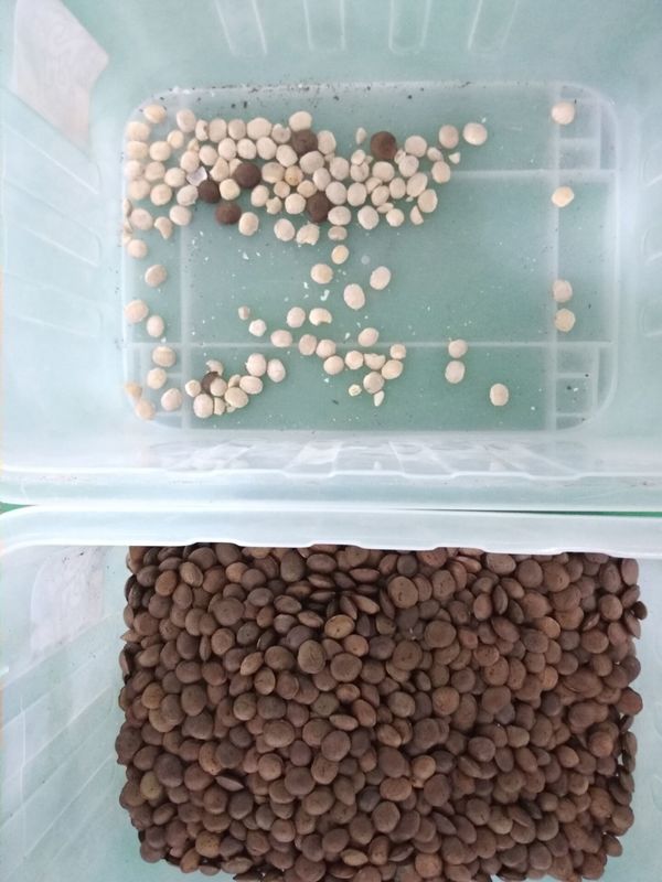 4T/H Sacha Inchi Bean Sorting Machine avec l'exactitude de tri élevée