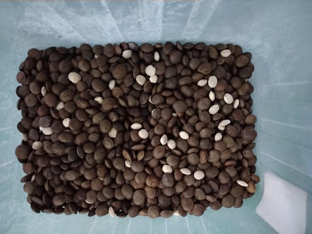 4T/H Sacha Inchi Bean Sorting Machine avec l'exactitude de tri élevée