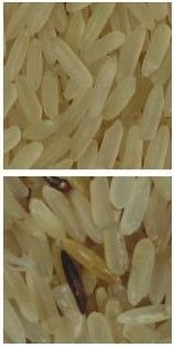 Caméra CCD intelligente de couleur de Digital de trieuse de couleur de riz de 2 descendeurs