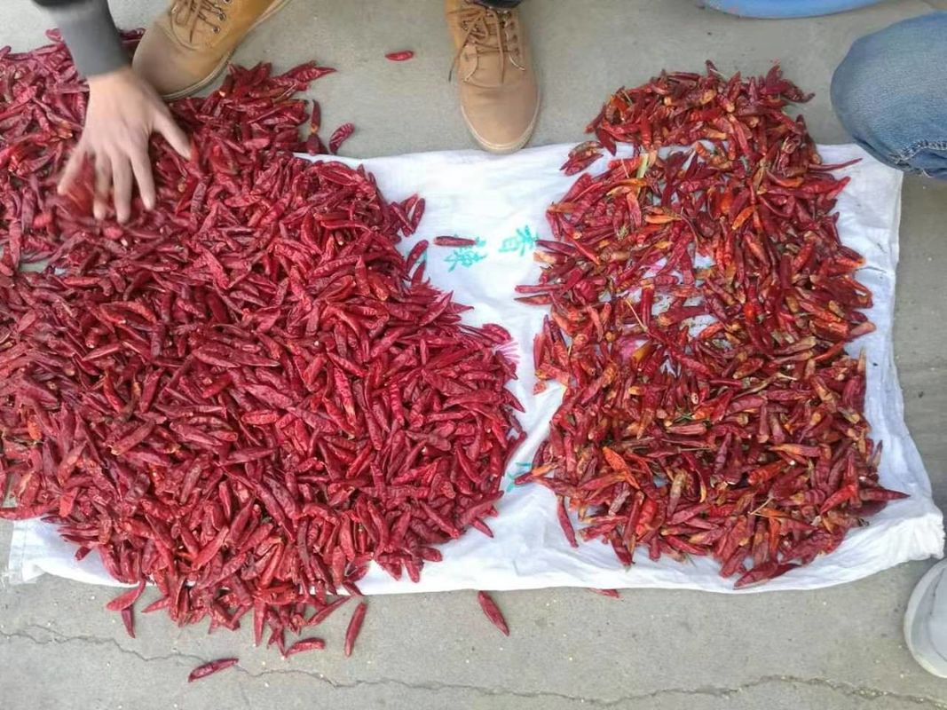 WENYAO inoxydable 304 alimentaire variétés de piment Séparation du piment Contrôle de la qualité Sorteur de couleur pour le classement du piment rouge