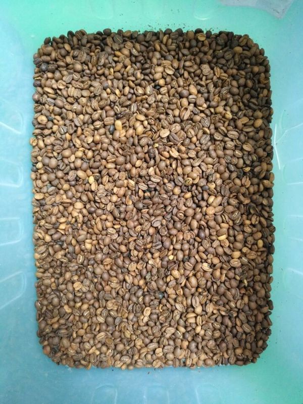 WENYAO Beans Sorting Machine, trieur ISO9001 de couleur de café de lentille