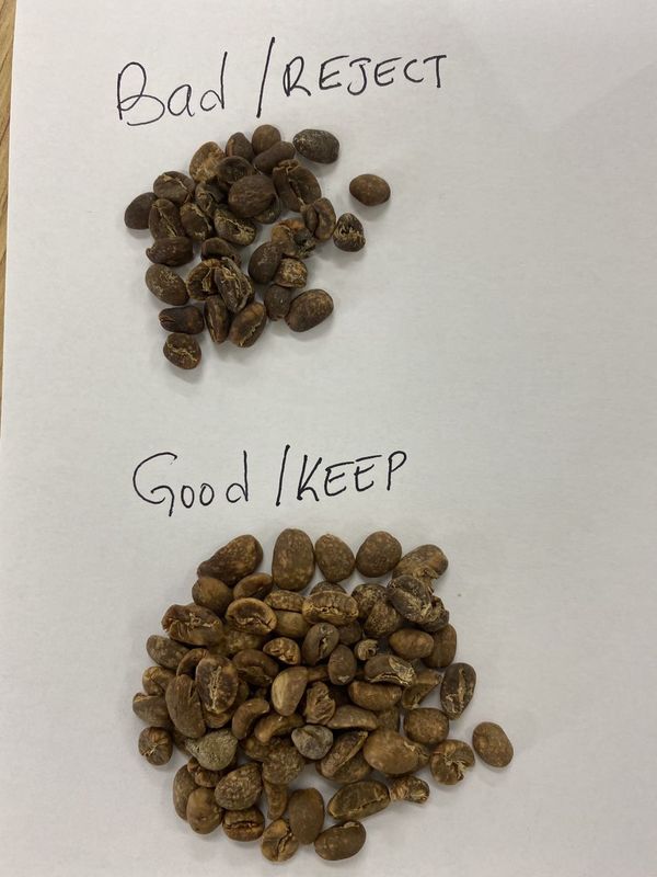 Les 8 descendeurs multifonctionnels achemine la trieuse de couleur de CCD pour le grain de café