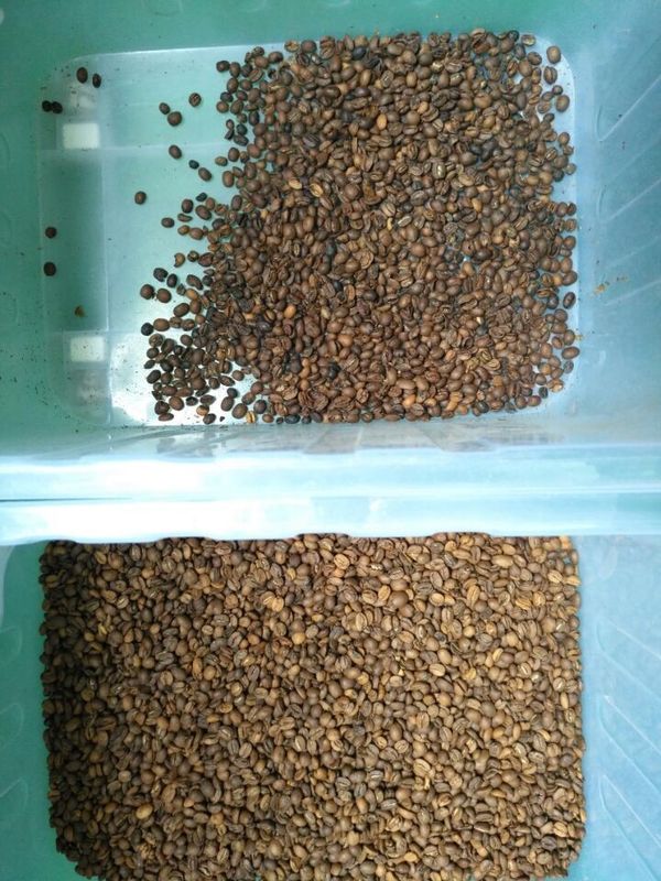 Les 8 descendeurs multifonctionnels achemine la trieuse de couleur de CCD pour le grain de café