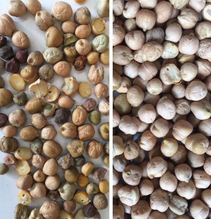 Les haricots nains blancs noirs colorent des descendeurs de la trieuse 12 avec le système de focalisation de Co