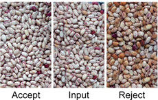 Les haricots nains blancs noirs colorent des descendeurs de la trieuse 12 avec le système de focalisation de Co