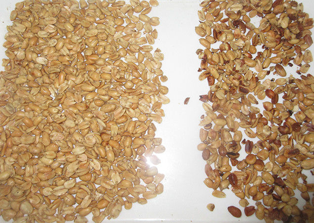 La caméra WENYAO CCD a permis un tri à grande vitesse pour le tri optique de la production de cacahuètes