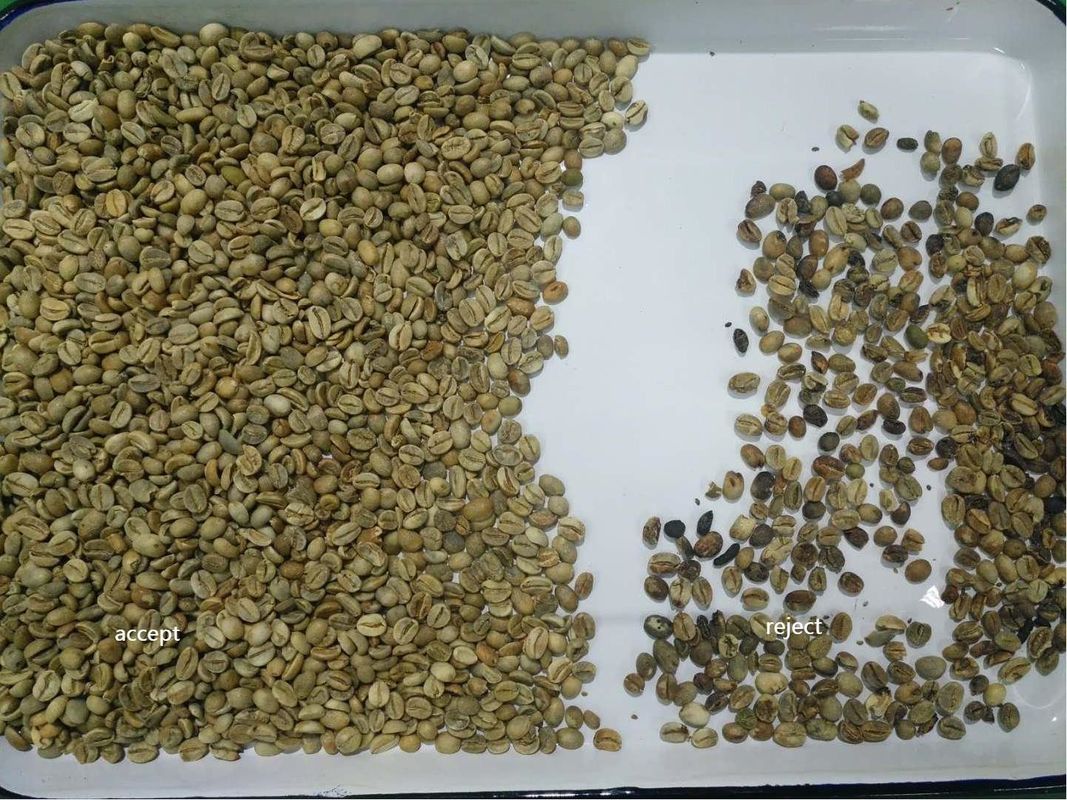 Wenyao 1 Chute 500 kg/h Séparateur de couleurs CCD haute sortie Grains de café torréfiés Machine de tri des couleurs des grains verts Sorteur de couleurs des grains