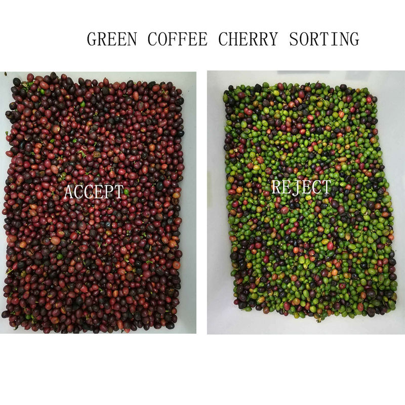 Contrôle de Bean Color Sorter Wifi Remote de café de descendeurs de Wenyao 4