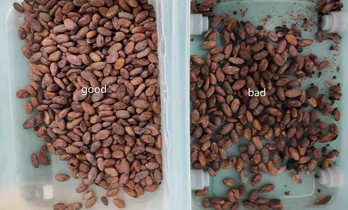Type de ceinture trieuse de graines de cacao de 1.5Kw avec la haute caméra CCD de pixel