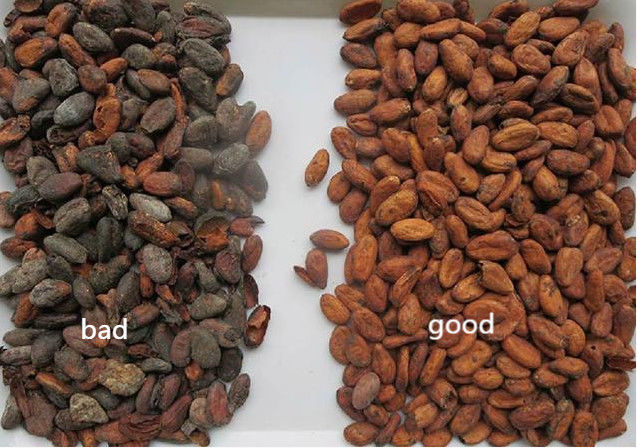 Les grains de café de canaux du capteur 192 de CCD colorent le cacao de séparateur de trieuse