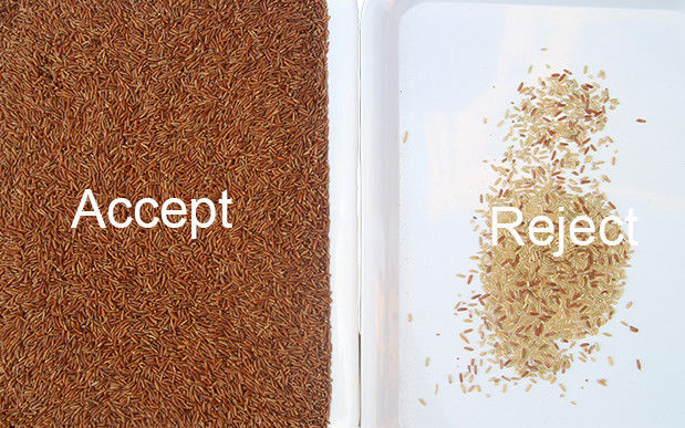 Trieuse de Paddy Broken Glutinous Rice Color de trieuse de couleur de riz de 5 Tons/H