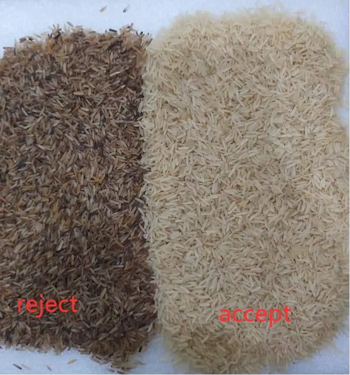 1 petite exactitude de tri élevée échaudée de trieuse de couleur de riz de descendeur