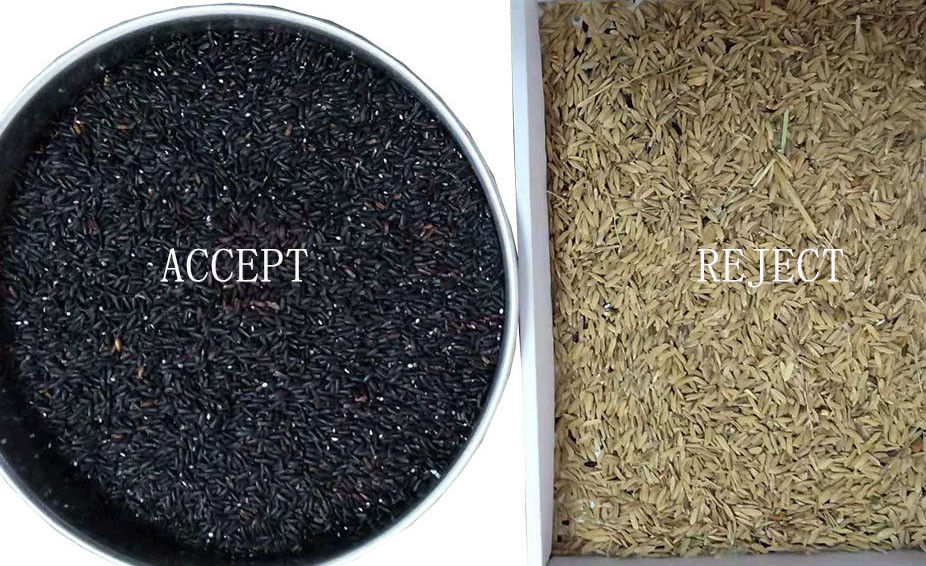 Trieuse de couleur de riz échaudée par capteur de CCD avec la capture de représentation de Toshiba HD