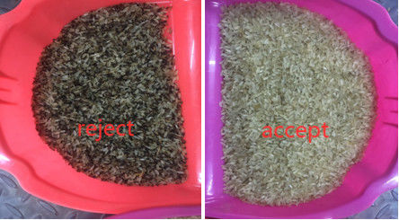 Trieuse de couleur de riz échaudée par capteur de CCD avec la capture de représentation de Toshiba HD