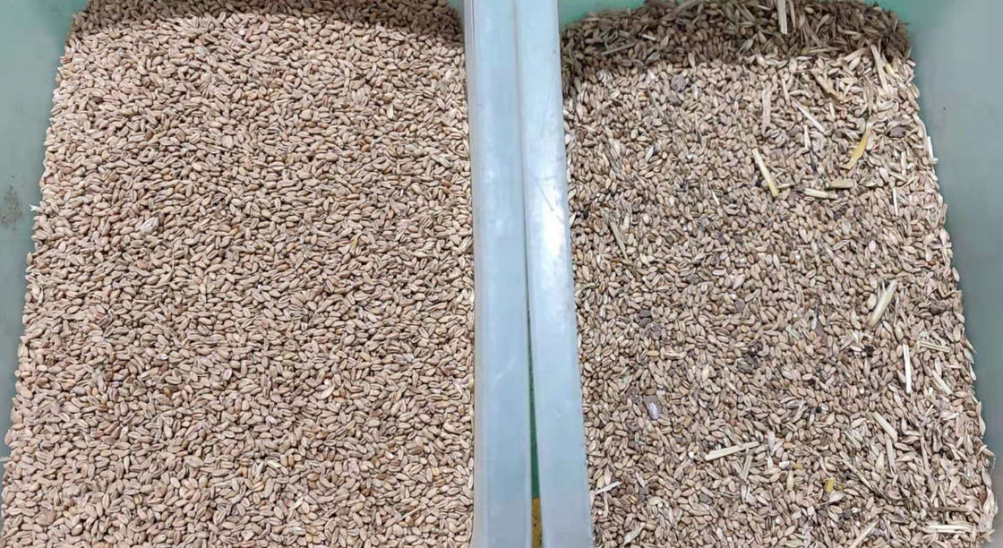 Sortisseur de couleurs de blé optique mini 1 chute avec haute précision CCD