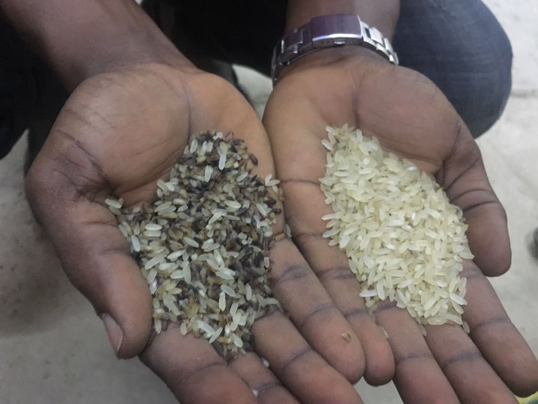 Wenyao Faible entretien pour les opérations de tri en plastique Triage optique Petit riz Thaïlande Rice Rice Noir