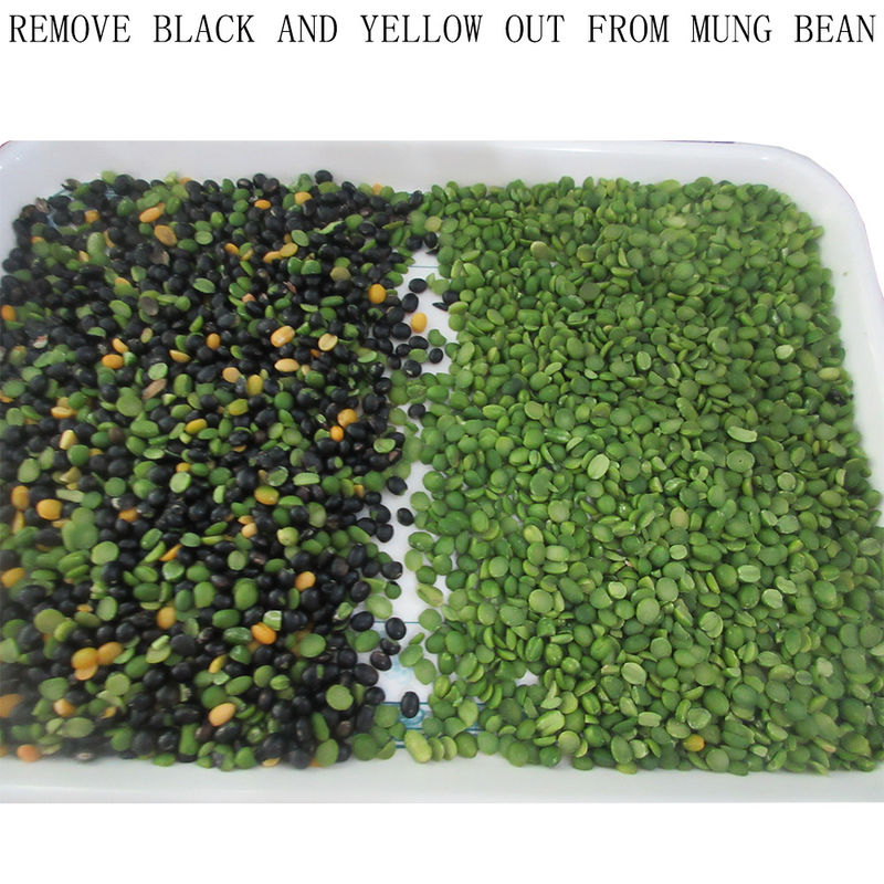 Les haricots verts de rein rouge colorent le calcul automatique de trieuse
