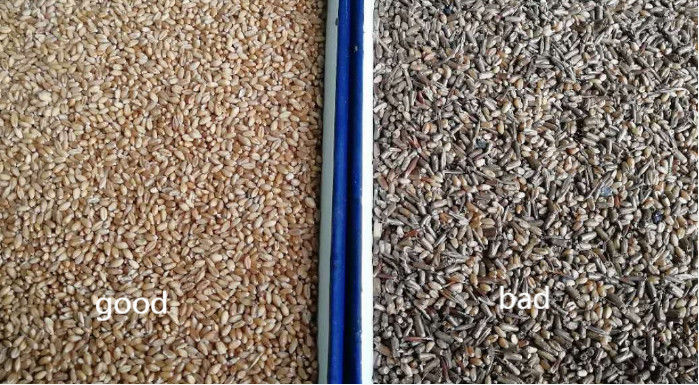 Intelligent Buckwheat Color Sorter Wheat Oats Quinoa Separating Machine 3 Chutes 6 Cameras