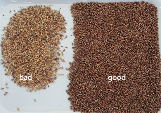 Intelligent Buckwheat Color Sorter Wheat Oats Quinoa Separating Machine 3 Chutes 6 Cameras