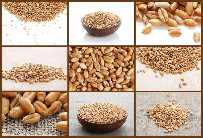 Le melon blanc d'orge de sésame sème la trieuse de couleur de riz multifonctionnelle