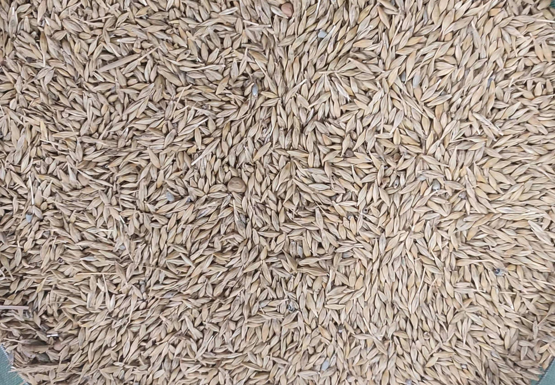 Machine de trieuse de grain de WENYAO High Precision Wheat Corn avec la capacité supérieure