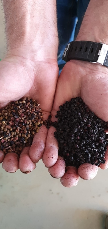 Les haricots universels colorent le descendeur de la trieuse 32 intelligent