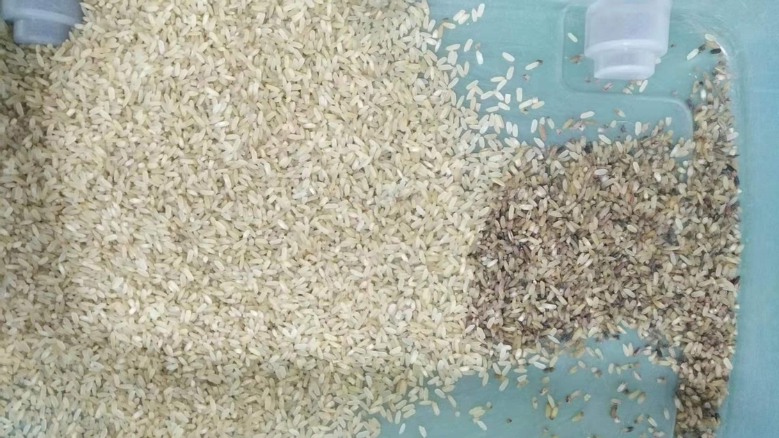 Canaux de la machine 32 de CCD Mini Brown Rice Color Sorting