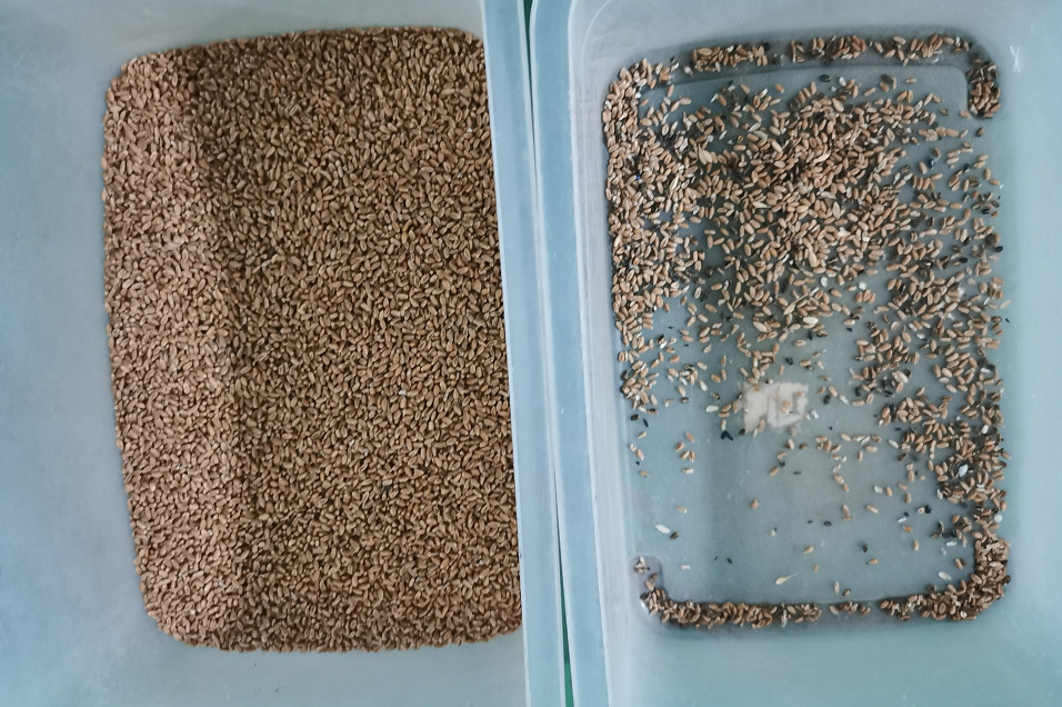 Trieuse optique de couleur de grain pour des canaux du séparateur 512 de niveleuse de blé