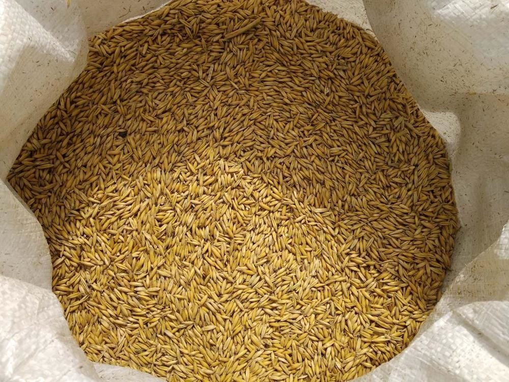 Trieuse de couleur d'avoine de grain pour le blé d'orge