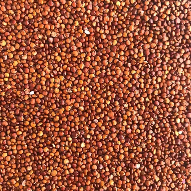 100 tonnes par machine universelle optique de haute qualité de trieuse de couleur de CCD de jour
