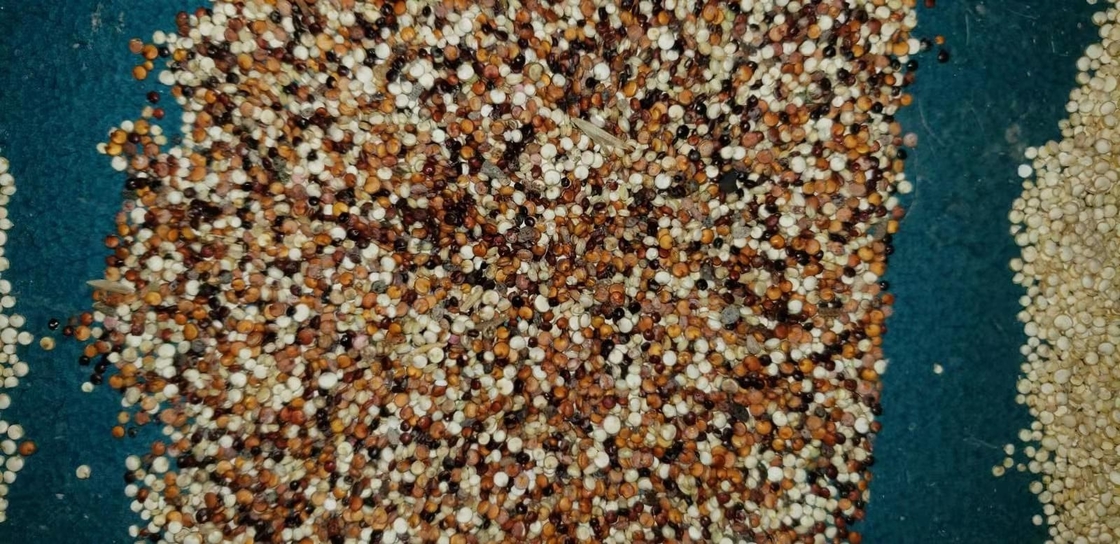 Machine intelligente chinoise de séparateur de CCD de trieuse de couleur de grains d'arachide