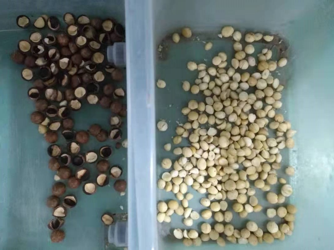 Les 6 grains de café à grande vitesse de macadamia de riz du descendeur RVB colorent la trieuse avec le certificat de la CE