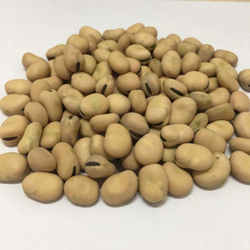 Les haricots optiques futés d'écrous de CCD colorent la trieuse pour l'usine de nourriture