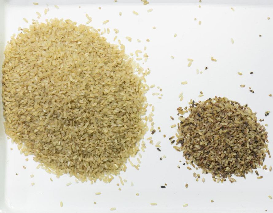Trieuse optique de couleur de blé de grain de riz de CCD de WENYAO 2 ans de garantie