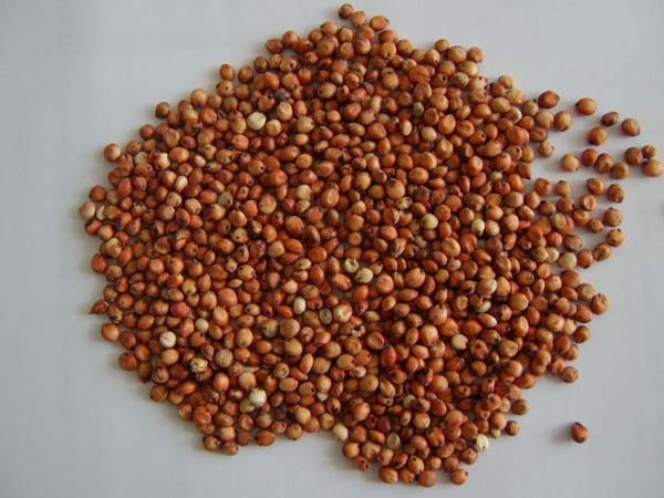 Trieuse organique automatique intelligente de couleur de riz de 7 canaux 80 tonnes par trieuse de couleur de jour